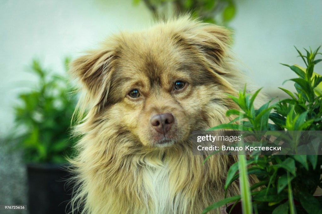 My Dog