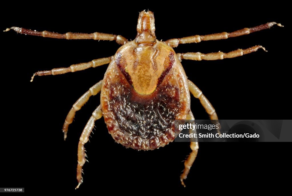 Female Cayenne Tick