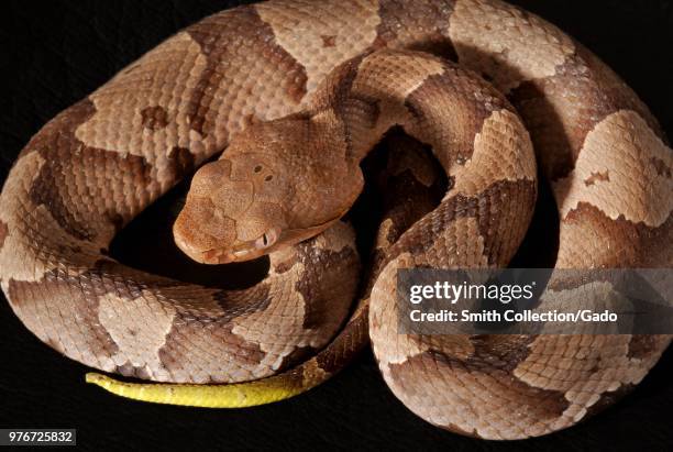 Photograph showing a birds-eye view of the brown and tan patterned body, and yellow tail, of a coiled, juvenile, venomous, Southern copperhead snake...