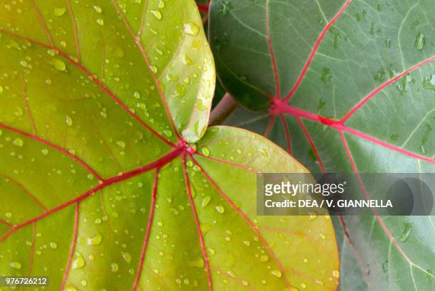 Seagrape and Baygrape leaves , Polygonaceae, Copan, Honduras.