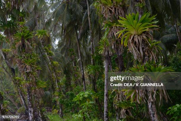 Bromeliads in the Tropical Rain forest, Bromeliaceae, Copan, Honduras.