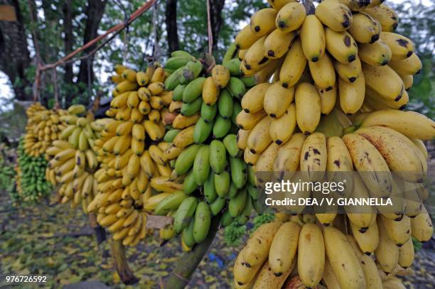 Bunches of bananas, Puerto Viejo, Costa Rica.