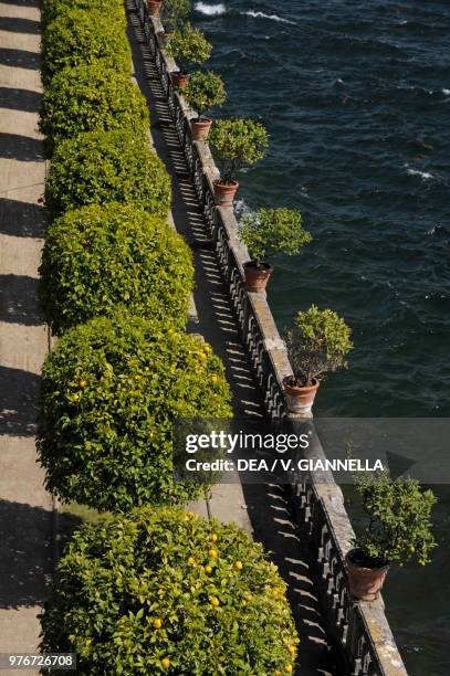 Citrus plants in the garden of Isola Bella, Lake Maggiore, Piedmont, Italy.