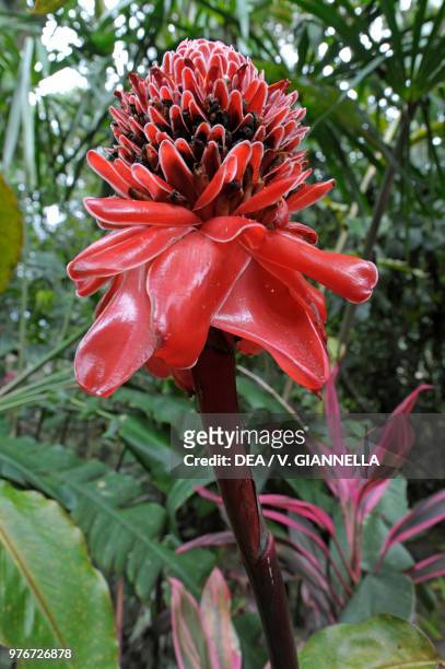 Torch ginger or Red ginger lily , Zingiberaceae, Costa Rica.