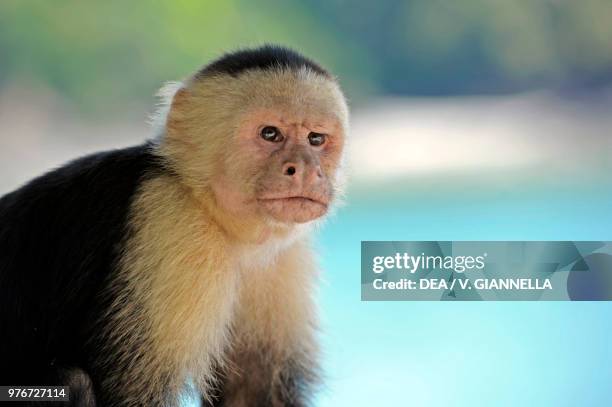 White-headed capuchin , Cebidae, Tropical rain forest, Costa Rica.