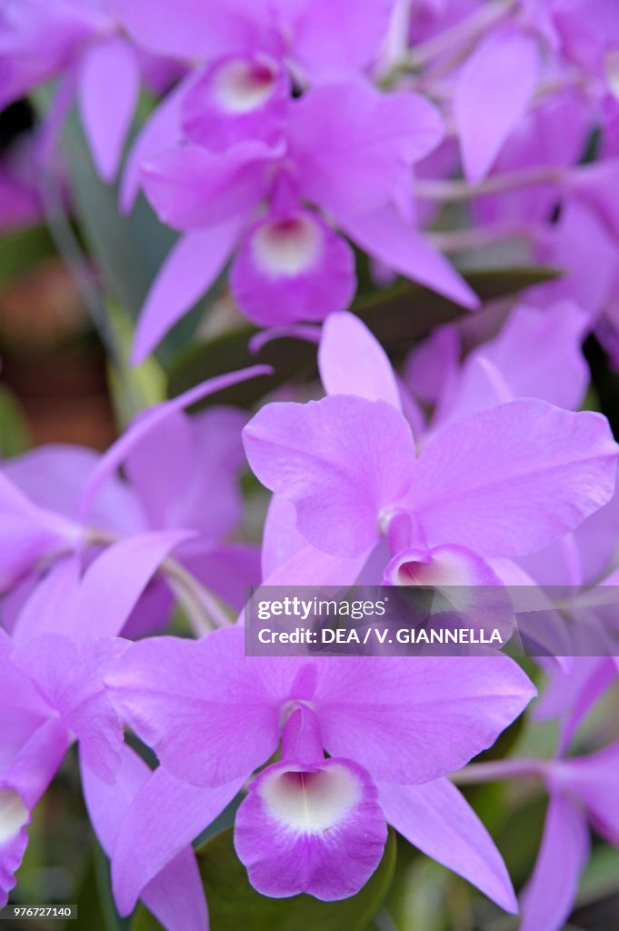 Purple country girl, National flower of Costa Rica