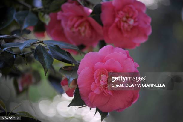 Japanese camellia , Theaceae, Borromeo Palace, Isola Bella, Borromean Islands, Lake Maggiore, Piedmont, Italy.