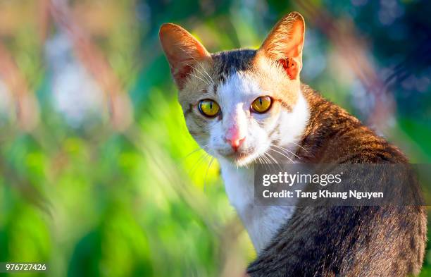 440 Cat Nguyen Stock Photos, High-Res Pictures, and Images - Getty Images