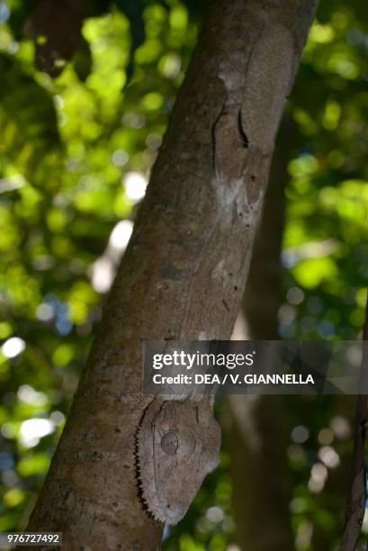 Giant leaf-tailed gecko , Gekkonidae, Madagascar.