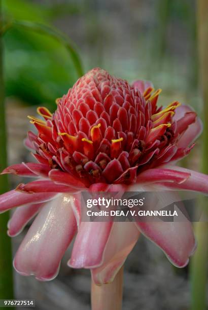 Torch ginger or Red ginger lily , Zingiberaceae, Madagascar.