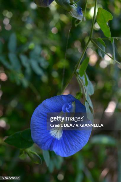 Blue flower of Clitoria, Fabaceae, Madagascar.