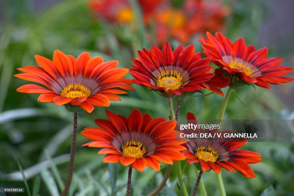 Gazania flowers, Asteraceae, Lombardy