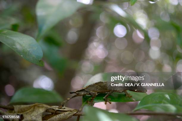 Satanic leaf-tailed gecko , Gekkonidae, Madagascar.