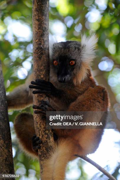 Female Black lemur , Lemuridae, Nosy Komba island forest, Madagascar.