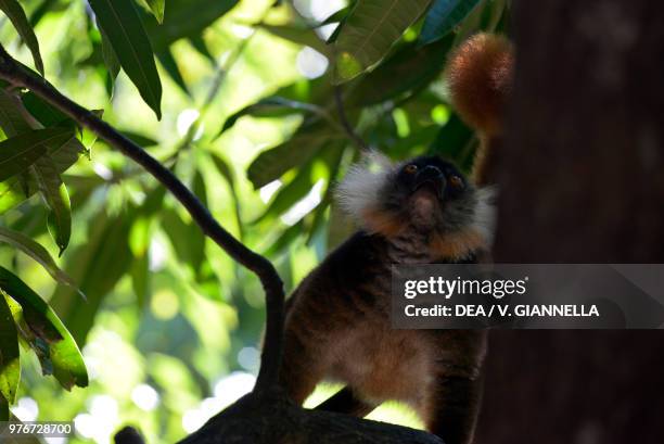 Female Black lemur , Lemuridae, Nosy Komba island forest, Madagascar.