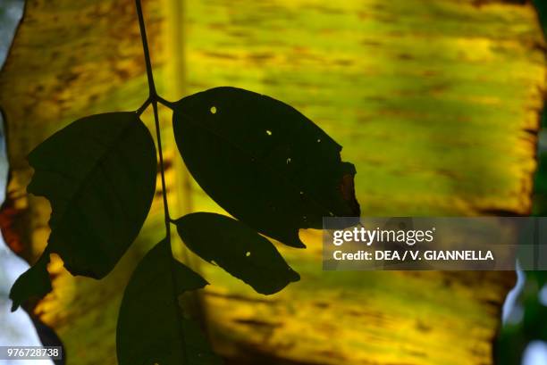 Shadows among the foliage of the Nosy Komba forest, Madagascar.