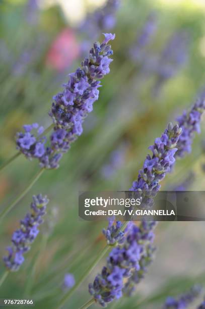 Lavender nflorescences , Lamiaceae, Giusti Garden, Verona, Veneto, Italy.
