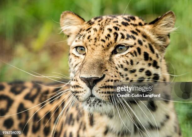 portrait of amur leopard (panthera pardus orientalis) - amur leopard stock pictures, royalty-free photos & images