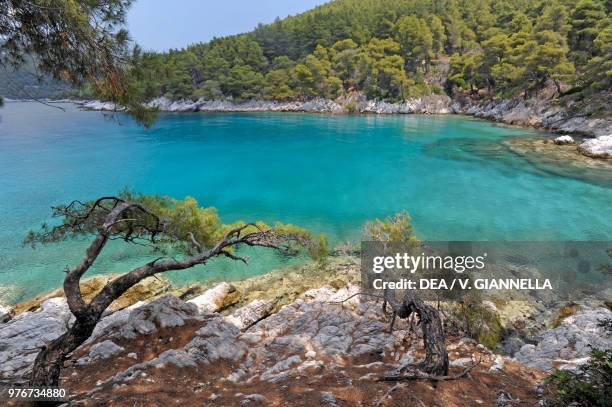 Aleppo pine in Cape Amarandos, Skopelos Island, Northern Sporades, Greece.