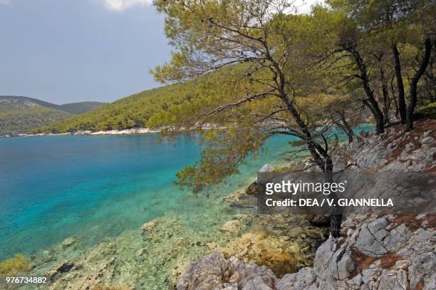 Vegetation on the rocks of the coast of Agnontas, Skopelos Island, Northern Sporades, Greece.
