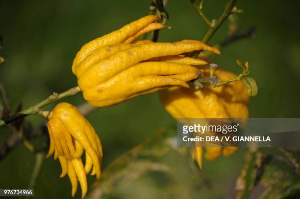 Fingered citron tree , Rutaceae, a citron variety, also called Buddha's hand, in the garden of Cervara Abbey , Santa Margherita Ligure, Liguria,...