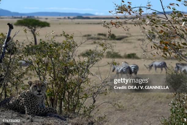 Cheetah stalking on the savannah with zebras in the background, Maasai Mara national reserve, Kenya.