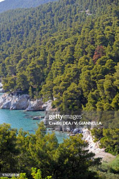 Dense pine forest on the coast of Kastani Beach, Skopelos Island, Northern Sporades, Greece.