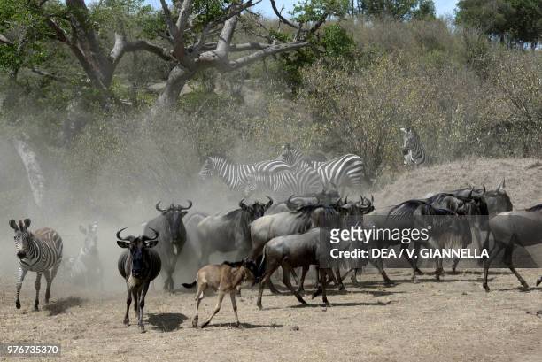 Zebras and buffaloes drinking water at the Mara river, Maasai Mara national reserve, Kenya.