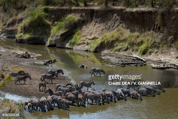 Zebras drinking water at the Mara river, Maasai Mara national reserve, Kenya.