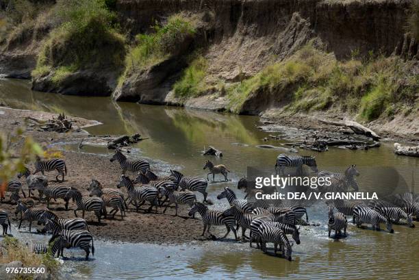 Zebras drinking water at the Mara river, Maasai Mara national reserve, Kenya.