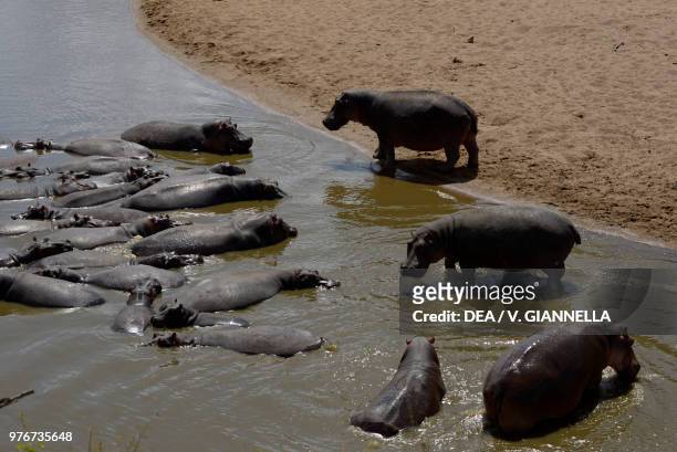 Hippopotami in the Mara river, Maasai Mara national reserve, Kenya.