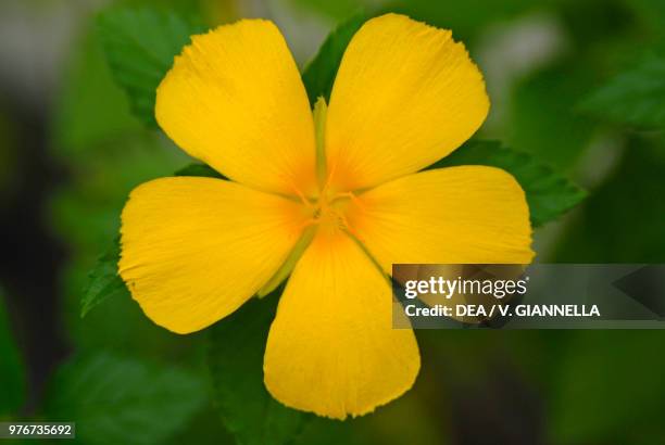 Flower of Maupiti island, Society Islands, French Polynesia .