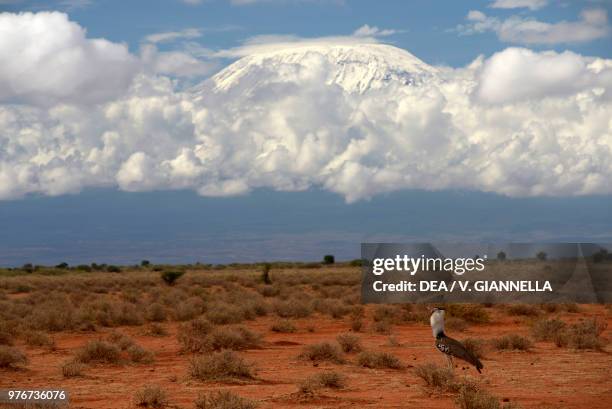 Great bustard on the savannah, with Mount Kilimanjaro in the background, Amboseli national park, Kenya.