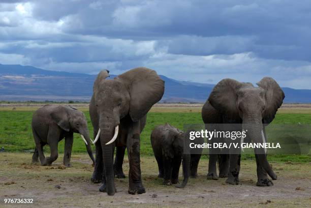 Elephants with calves, Amboseli national park, Kenya.