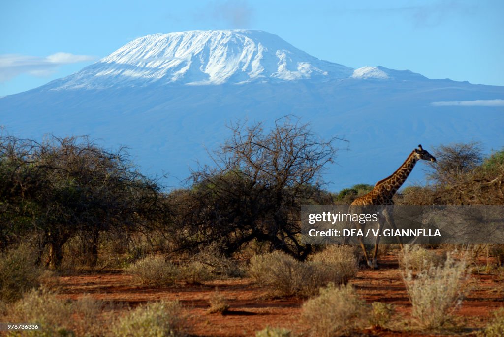 Giraffe on the savannah, Amboseli national park