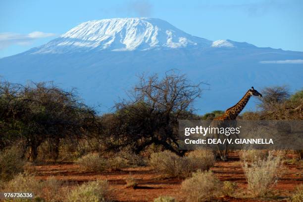 Giraffe on the savannah with a snowy Mount Kilimanjaro in the background, Amboseli national park, Kenya.