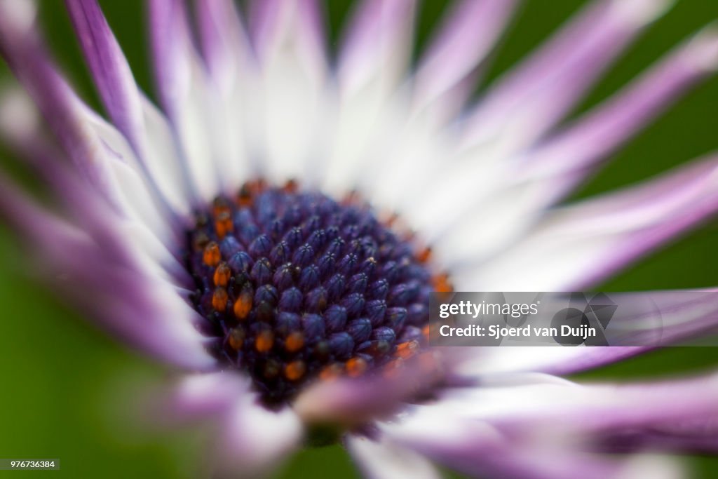 Purple macro
