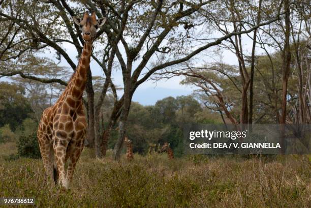 Rothschild's giraffe among the savannah trees, Kenya.