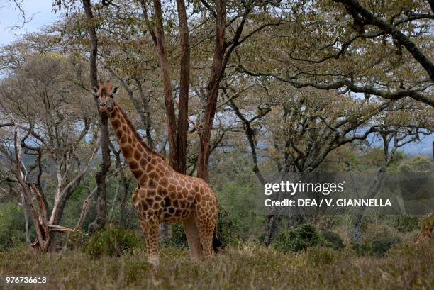 Rothschild's giraffe among the savannah trees, Kenya.