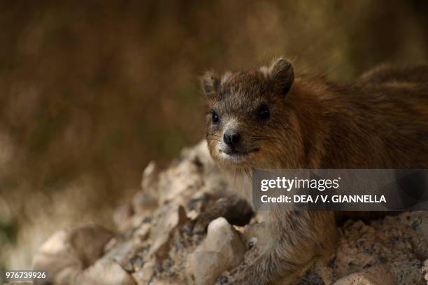 Rock hyrax , Procaviidae, Ein Gedi Nature Reserve, Israel.