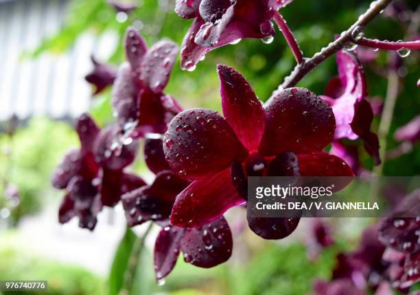 Purple Orchid hybrid, Orchidaceae, National Orchid Garden, Singapore Botanic Gardens .