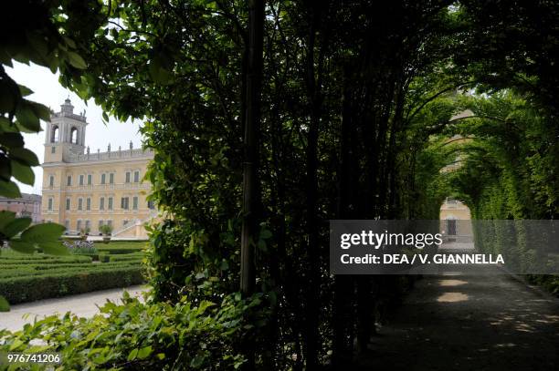 Hornbeam , Betulaceae, gallery in the French formal garden of the Ducal Palace of Colorno, Emilia-Romagna, Italy, 17th century.