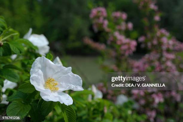 White Gallic rose , Rosaceae, in the garden of the Ducal Palace of Colorno, Emilia-Romagna, Italy, 17th century.