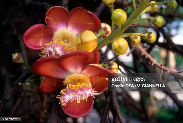 Fruits and flowers of cannonball tree , Lecythidaceae, Rio de Janeiro Botanical Garden, Brazil.