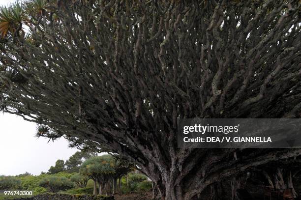 Dragon trees , Pico Island, Azores Archipelago, Portugal.