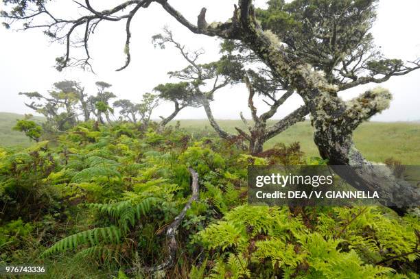 Vegetation and juniper in highlands , 800 metres above sea level, Pico Island, Azores Archipelago, Portugal.