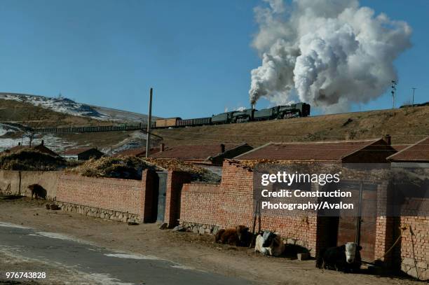 The sleepy cows seem oblivious to the passing freight as two QJ 2-10-2s climb the gradient into Xiakengzi Station and crossing route on the Jing Peng...