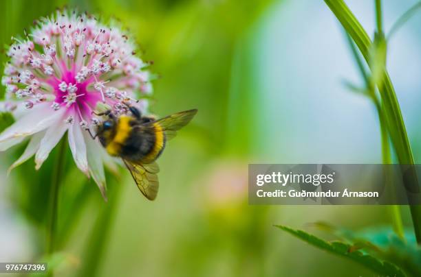 Beeing 1,334 Beeing Stock Photos, High-Res Pictures, and Images - Getty Images