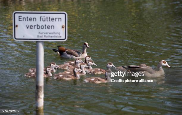 April 2018, Germany, Bad Rothenfelde: Egyptian geese and their babies swim on a pond past a sign reading 'Enten fuettern verboten' . Photo: Friso...