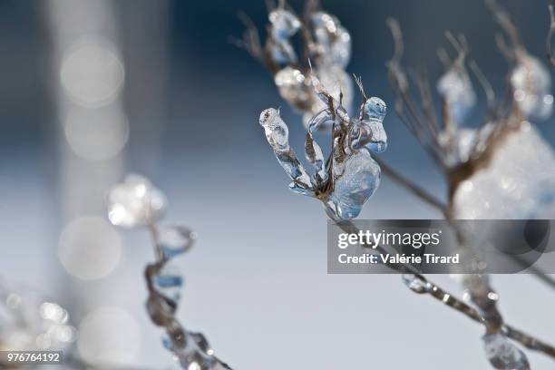 magie de glace 1 - magie bildbanksfoton och bilder